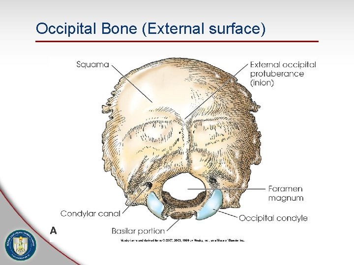 Occipital Bone (External surface) 