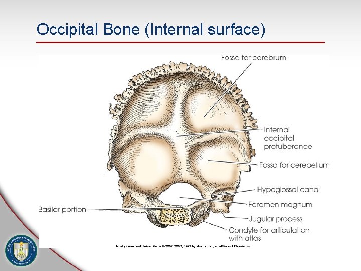 Occipital Bone (Internal surface) 