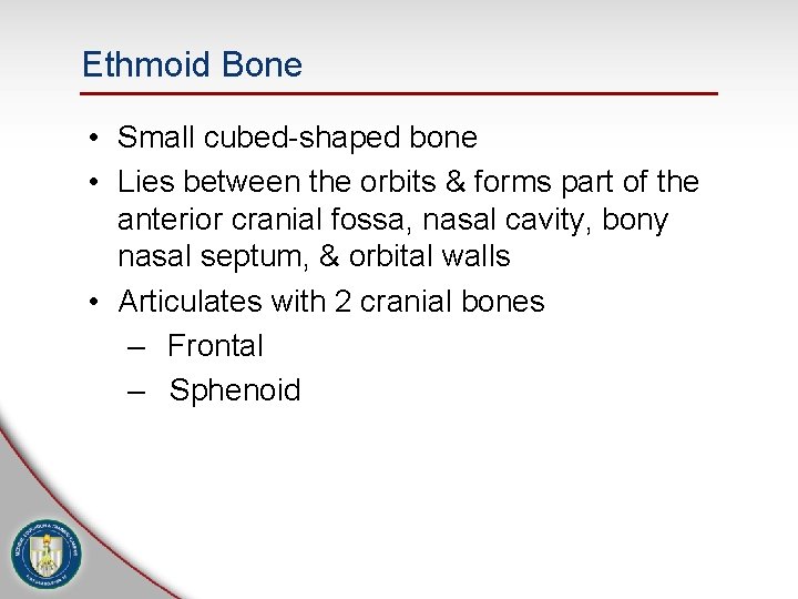 Ethmoid Bone • Small cubed-shaped bone • Lies between the orbits & forms part