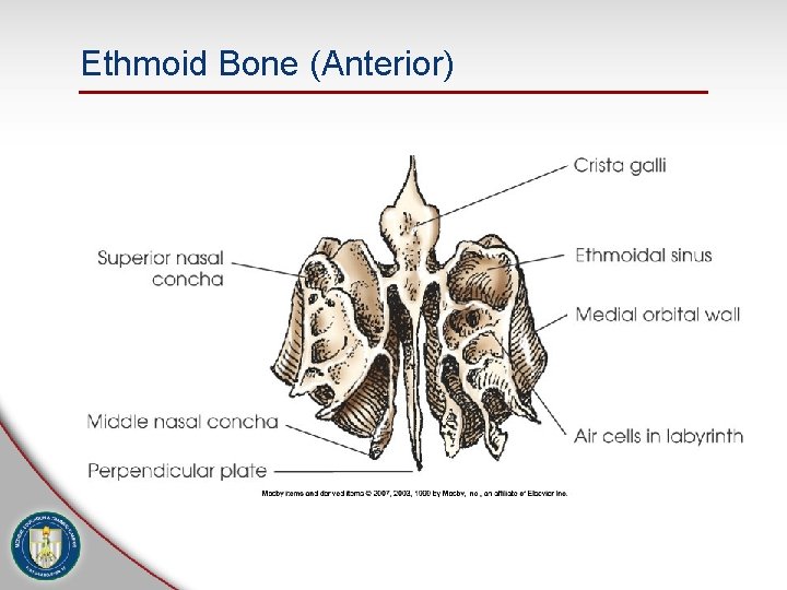 Ethmoid Bone (Anterior) 