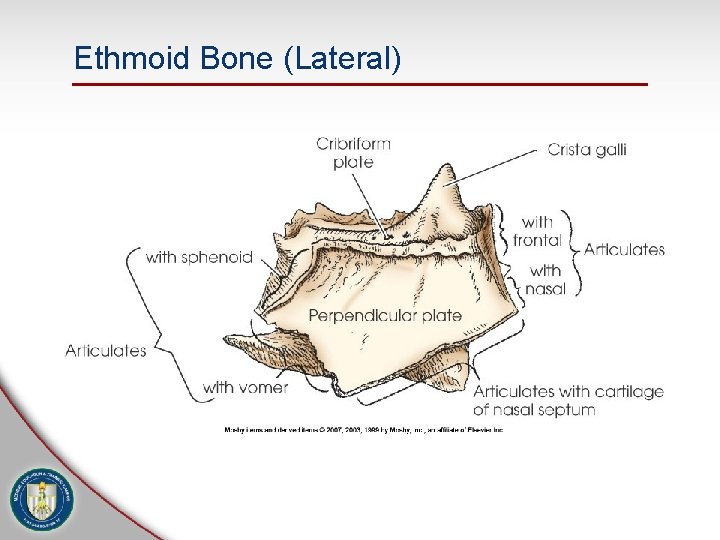 Ethmoid Bone (Lateral) 