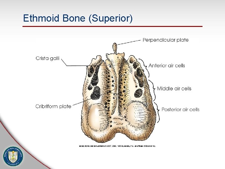 Ethmoid Bone (Superior) 