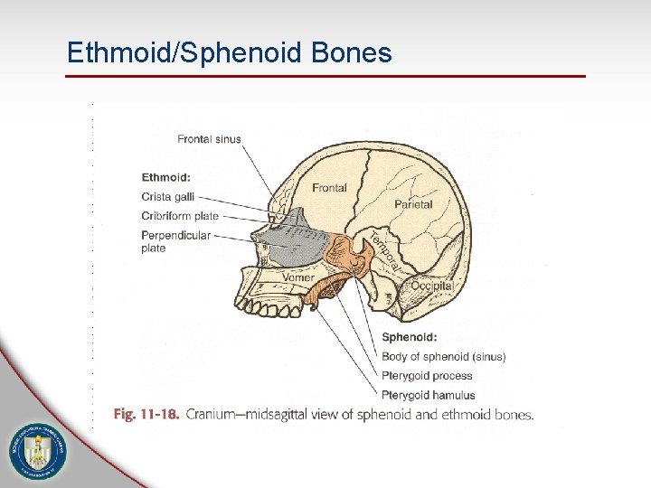 Ethmoid/Sphenoid Bones 