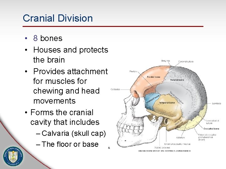 Cranial Division • 8 bones • Houses and protects the brain • Provides attachment