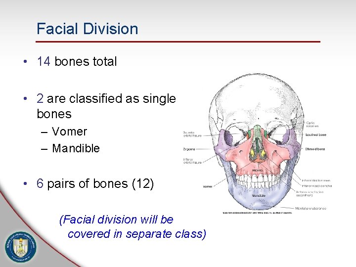 Facial Division • 14 bones total • 2 are classified as single bones –