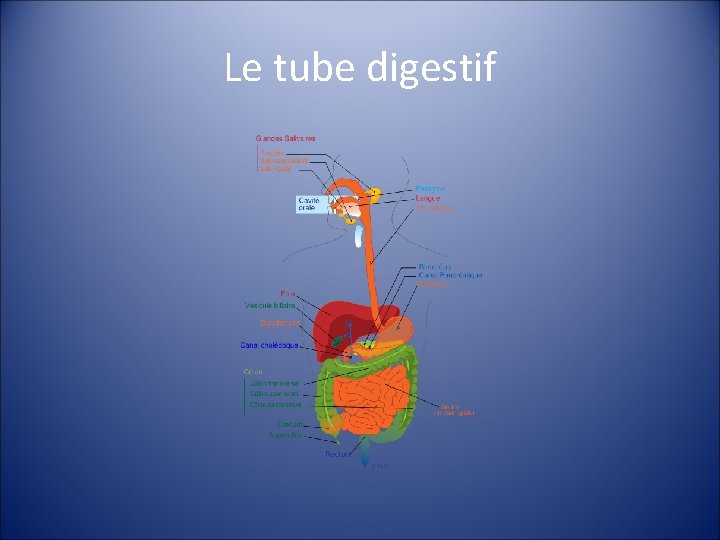 Le tube digestif 