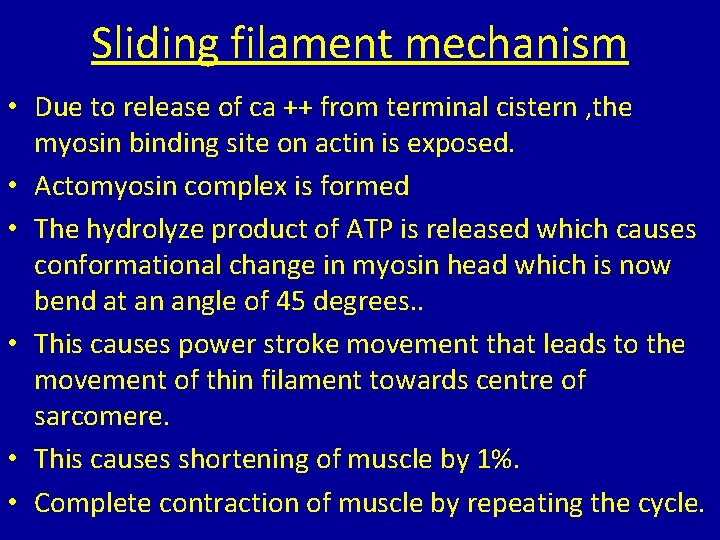 Sliding filament mechanism • Due to release of ca ++ from terminal cistern ,
