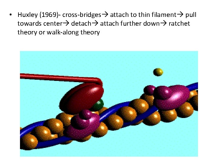  • Huxley (1969)- cross-bridges attach to thin filament pull towards center detach attach