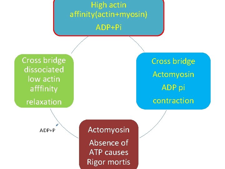 High actin affinity(actin+myosin) ADP+Pi Cross bridge dissociated low actin afffinity relaxation ADP+P Cross bridge