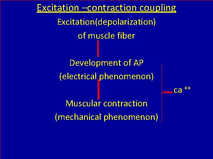 Excitation –contraction coupling Excitation(depolarization) of muscle fiber Development of AP (electrical phenomenon) ca ++