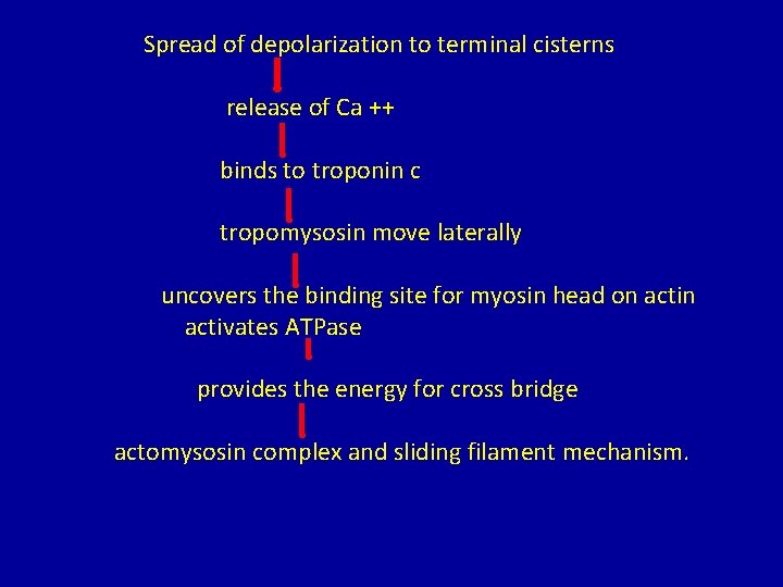 Spread of depolarization to terminal cisterns release of Ca ++ binds to troponin c