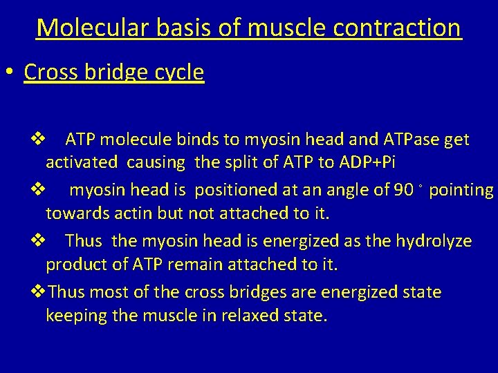 Molecular basis of muscle contraction • Cross bridge cycle v ATP molecule binds to