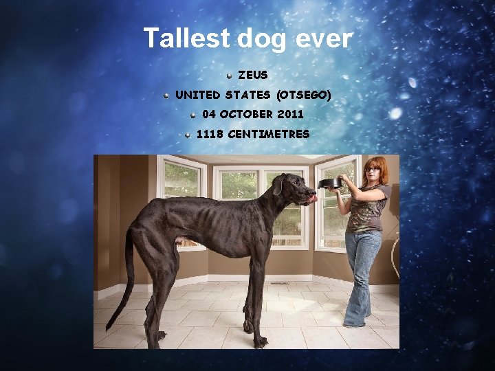 Tallest dog ever ZEUS UNITED STATES (OTSEGO) 04 OCTOBER 2011 1118 CENTIMETRES 