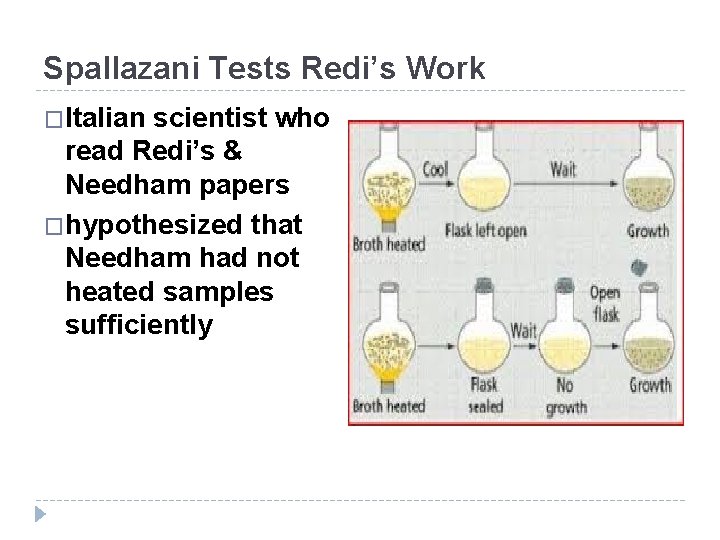 Spallazani Tests Redi’s Work �Italian scientist who read Redi’s & Needham papers �hypothesized that