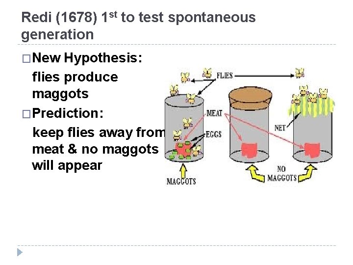 Redi (1678) 1 st to test spontaneous generation �New Hypothesis: flies produce maggots �Prediction: