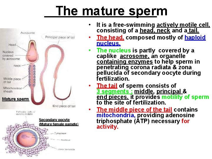 The mature sperm Mature sperm Secondary oocyte (Mature female gamete) • It is a