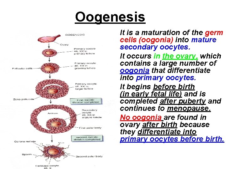 Oogenesis • It is a maturation of the germ cells (oogonia) into mature secondary