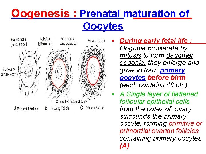 Oogenesis : Prenatal maturation of Oocytes • During early fetal life : Oogonia proliferate