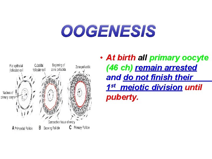 OOGENESIS • At birth all primary oocyte (46 ch) remain arrested and do not
