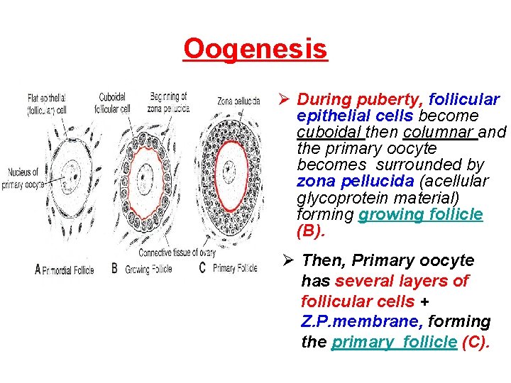 Oogenesis Ø During puberty, follicular epithelial cells become cuboidal then columnar and the primary