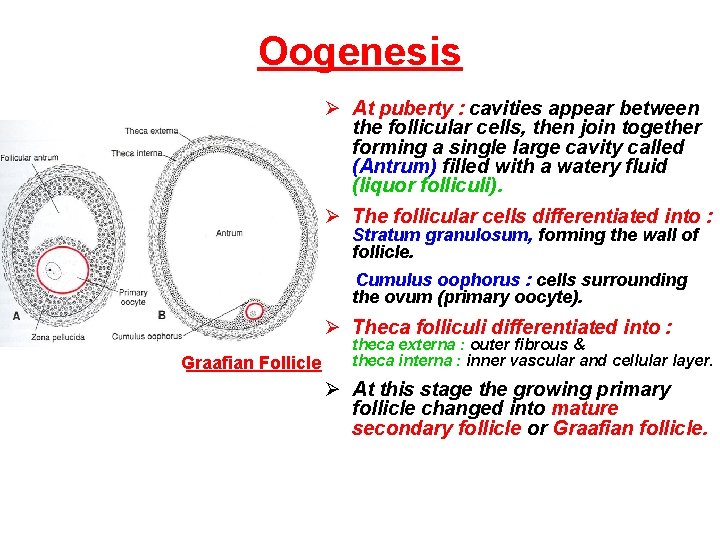 Oogenesis Ø At puberty : cavities appear between the follicular cells, then join together