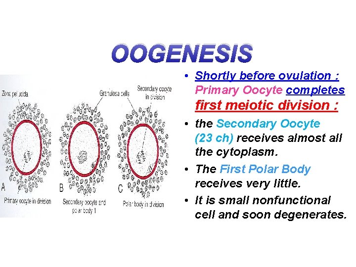 OOGENESIS • Shortly before ovulation : Primary Oocyte completes first meiotic division : •