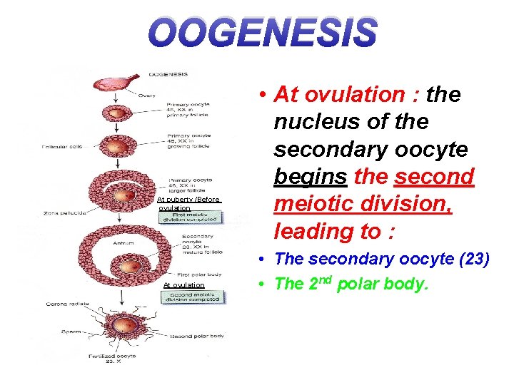 OOGENESIS At puberty /Before ovulation At ovulation • At ovulation : the nucleus of