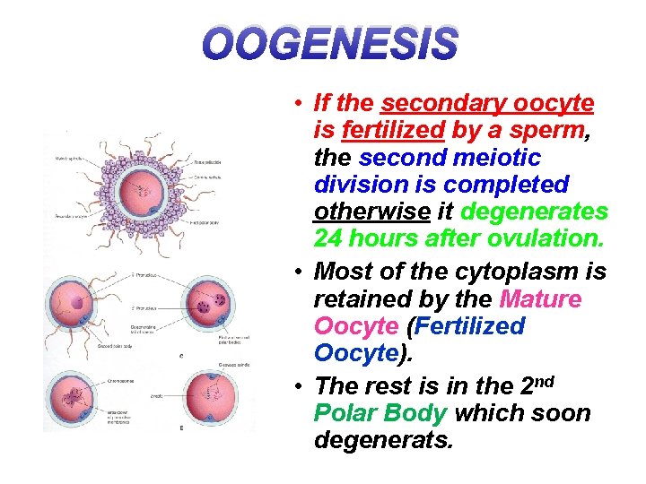 OOGENESIS • If the secondary oocyte is fertilized by a sperm, the second meiotic
