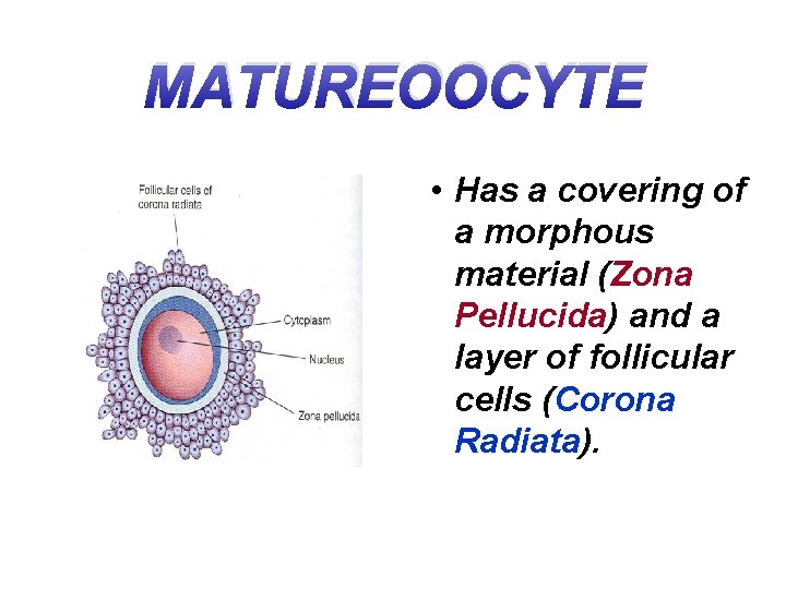 MATUREOOCYTE • Has a covering of a morphous material (Zona Pellucida) and a layer