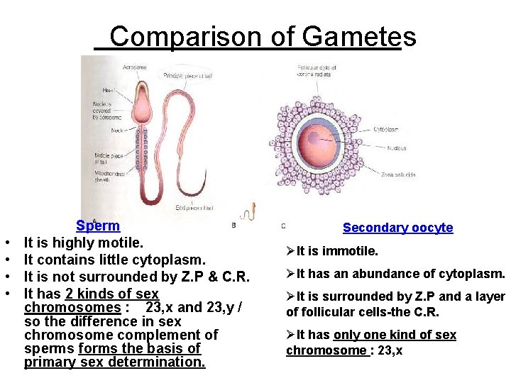 Comparison of Gametes • • Sperm It is highly motile. It contains little cytoplasm.