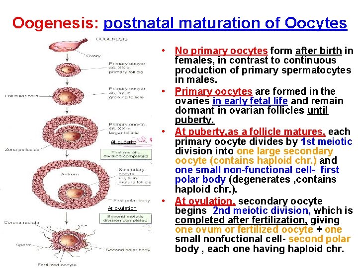 Oogenesis: postnatal maturation of Oocytes At puberty At ovulation • No primary oocytes form