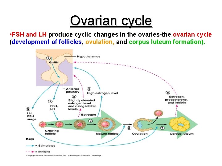 Ovarian cycle • FSH and LH produce cyclic changes in the ovaries-the ovarian cycle