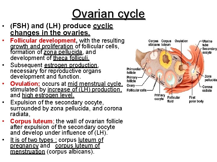 Ovarian cycle • (FSH) and (LH) produce cyclic changes in the ovaries. • Follicular