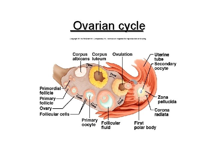 Ovarian cycle 