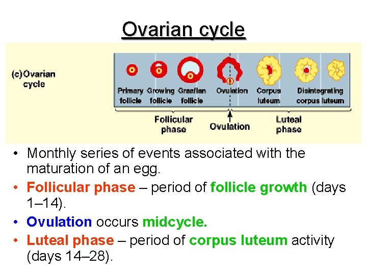 Ovarian cycle • Monthly series of events associated with the maturation of an egg.