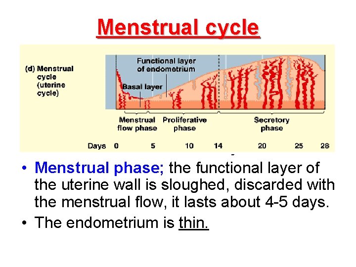 Menstrual cycle • Phases of the menstrual cycle : • Menstrual phase; the functional