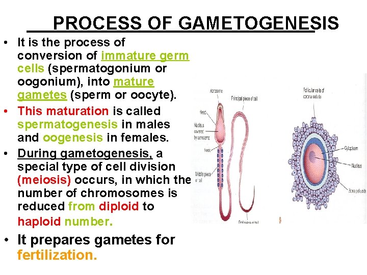 PROCESS OF GAMETOGENESIS • It is the process of conversion of immature germ cells