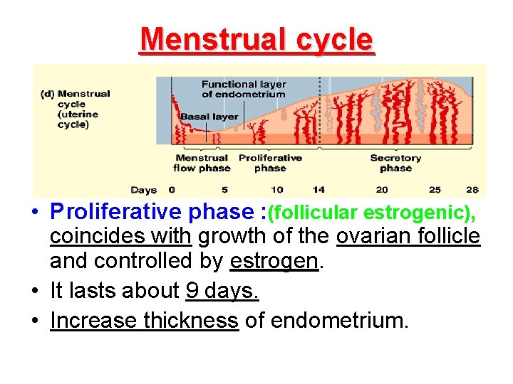 Menstrual cycle • Proliferative phase : (follicular estrogenic), coincides with growth of the ovarian