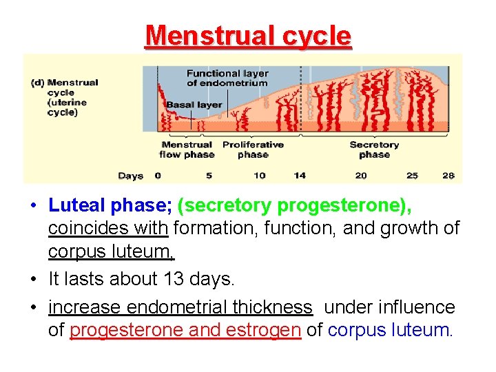 Menstrual cycle • Luteal phase; (secretory progesterone), coincides with formation, function, and growth of