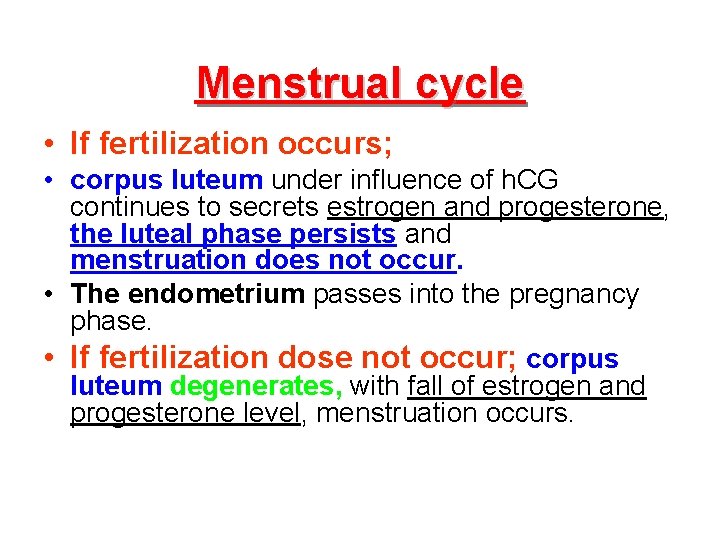 Menstrual cycle • If fertilization occurs; • corpus luteum under influence of h. CG