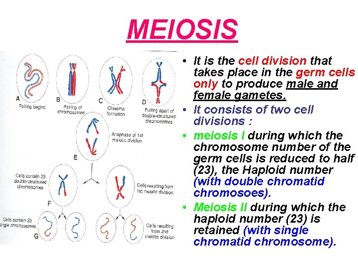MEIOSIS • It is the cell division that takes place in the germ cells
