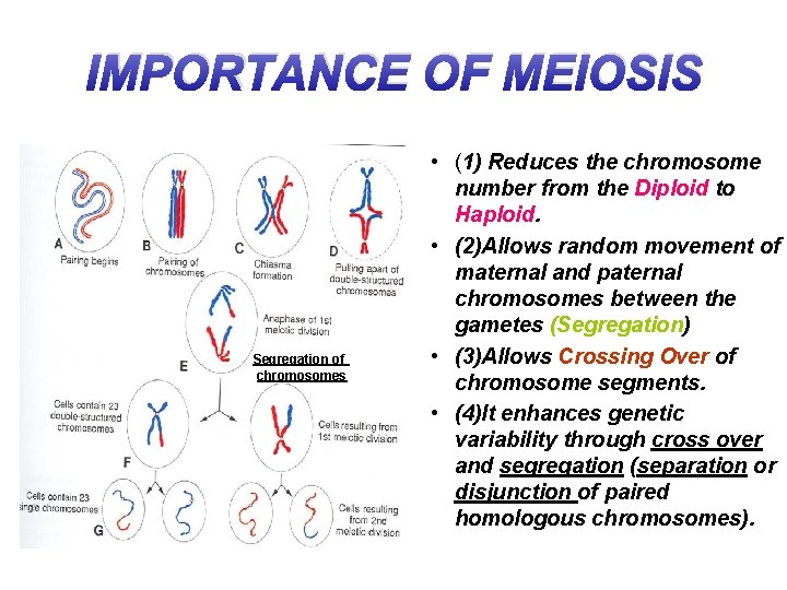 IMPORTANCE OF MEIOSIS Segregation of chromosomes • (1) Reduces the chromosome number from the
