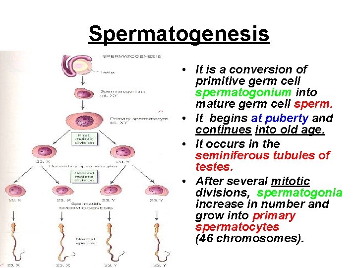 Spermatogenesis • It is a conversion of primitive germ cell spermatogonium into mature germ