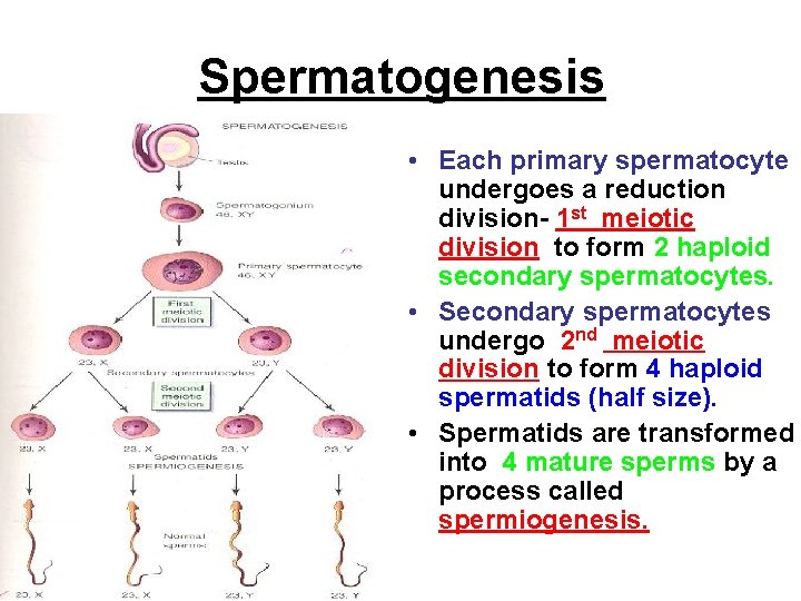 Spermatogenesis • Each primary spermatocyte undergoes a reduction division- 1 st meiotic division to