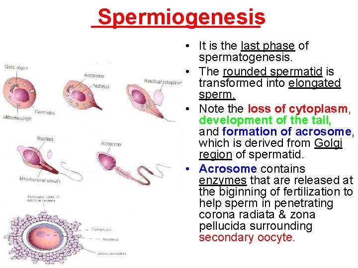 Spermiogenesis • It is the last phase of spermatogenesis. • The rounded spermatid is