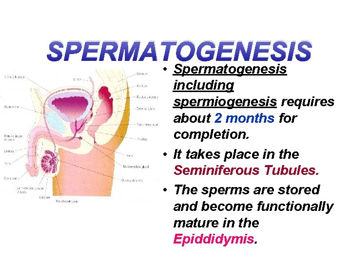 SPERMATOGENESIS • Spermatogenesis including spermiogenesis requires about 2 months for completion. • It takes