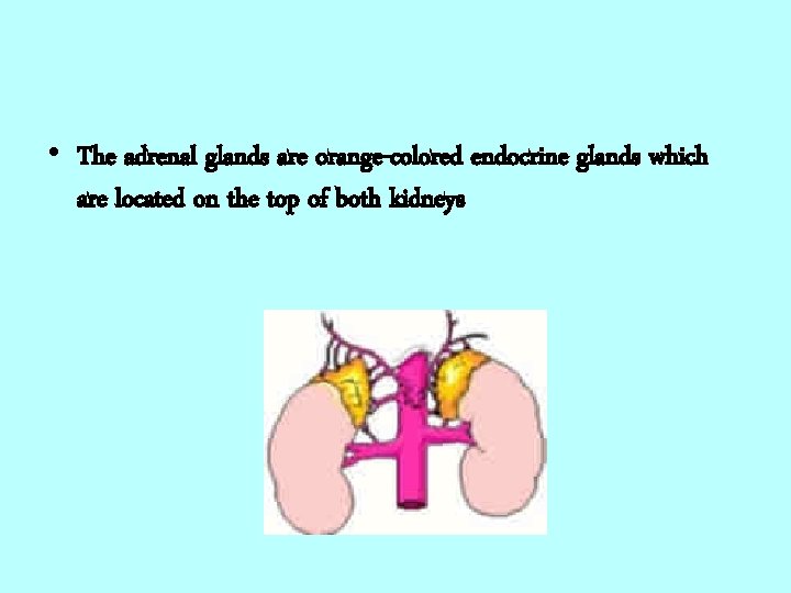  • The adrenal glands are orange-colored endocrine glands which are located on the