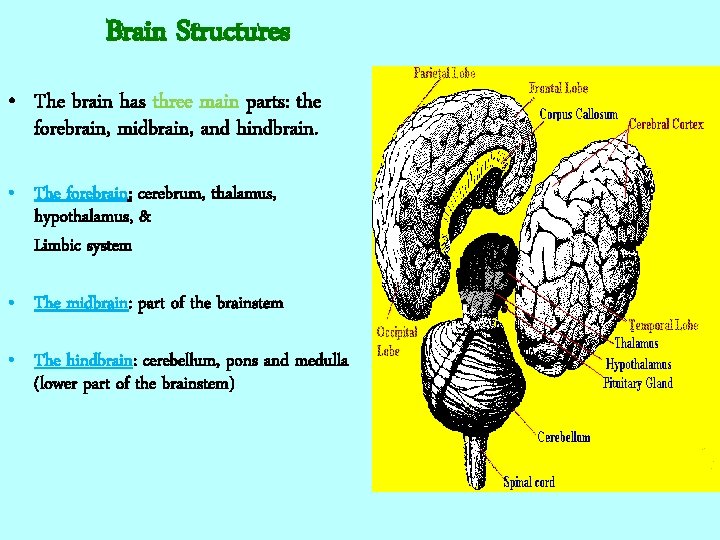 Brain Structures • The brain has three main parts: the forebrain, midbrain, and hindbrain.