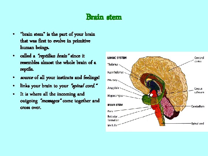 Brain stem • "brain stem" is the part of your brain that was first