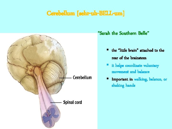 Cerebellum [sehr-uh-BELL-um] “Sarah the Southern Belle” § the “little brain” attached to the rear